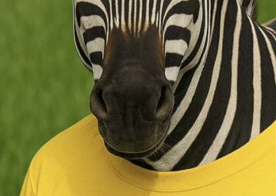 Ed the Zebra Wearing a Landscaping T Shirt