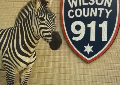 Ed the Zebra in Wilson County