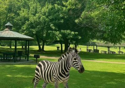 Ed the Zebra at Knoxville Park