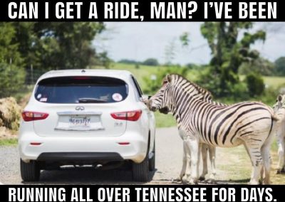 Ed the Zebra Hitch Hiking