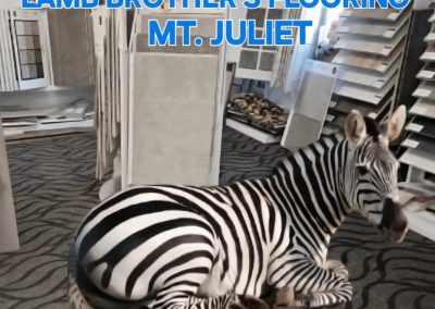 Ed the Zebra at Lamb Brothers Flooring