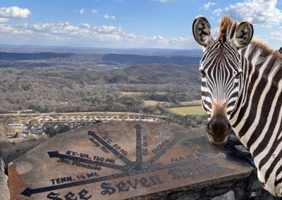 Ed the Zebra at Rock City