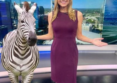 Ed the Zebra on WKRN News